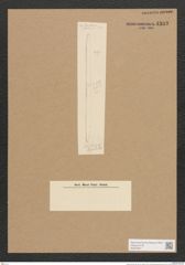 Diatomeae indet. (de-Toni-Nr.: Species 2108 ?) Zeichnungen Sammlung Grunow Nr. 4393 (NHMW-BOT-W0372561)